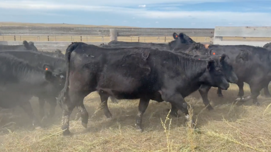 Spring calving 900-950 lb heifers! PRICED RIGHT!- BH916A5
